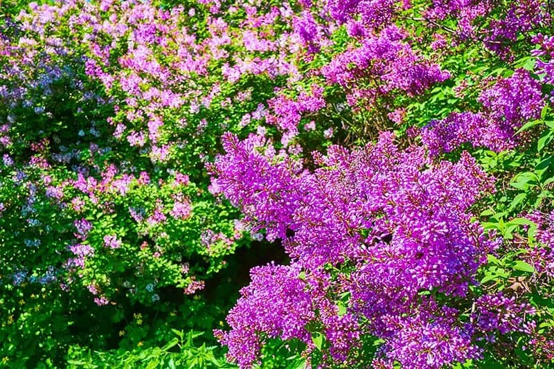 Common Lilac (Syringa Vulgaris ‘Monge’)