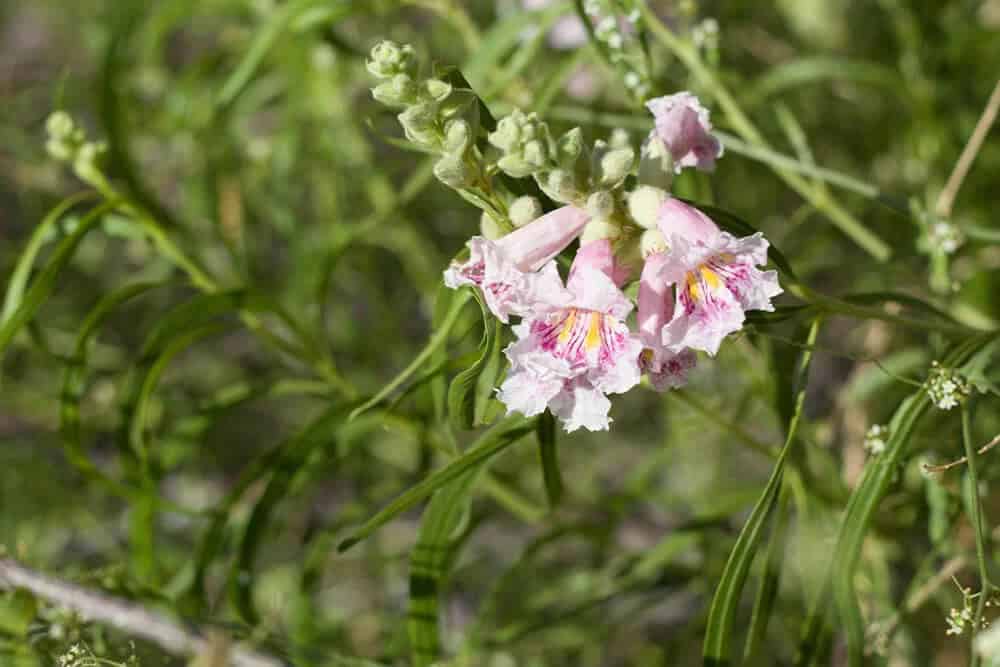 Desert Willow (Chilopsis linearis)