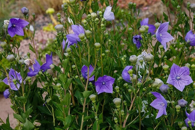 Balloon Flower (Platycodon Grandiflorus ‘Komachi’)