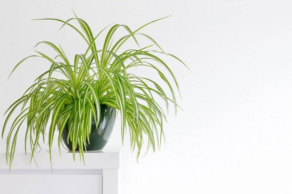 Spider Plant (Chlorophytum comosum)