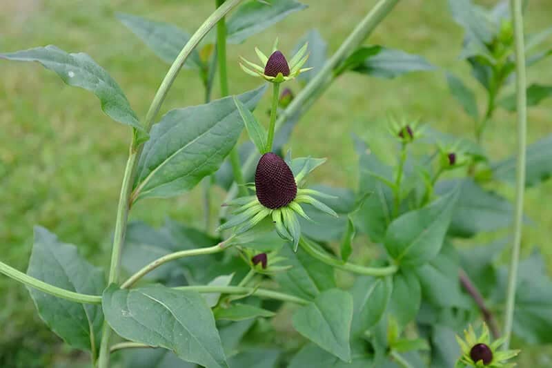 Green Wizard Coneflower (Rudbeckia Occidentalis)