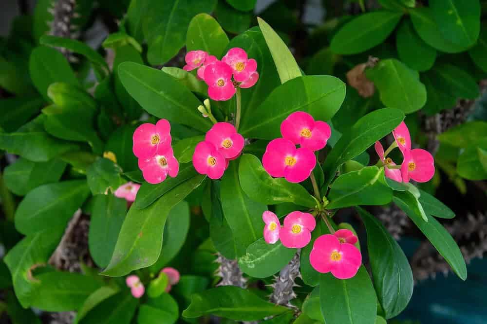 Crown of Thorns (Euphorbia milii)