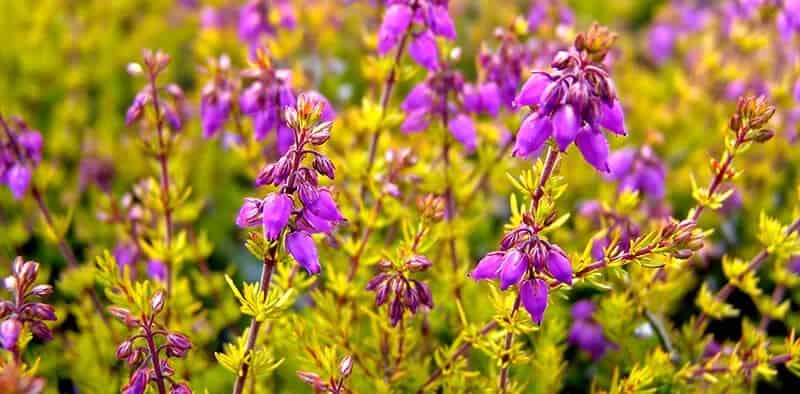 Bell Heather (Erica Cinerea)