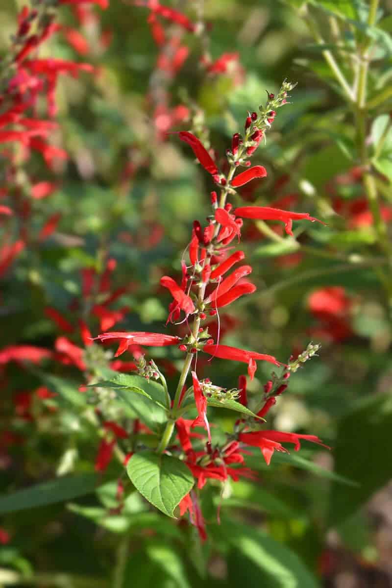 Pineapple Sage (Salvia Elegans)