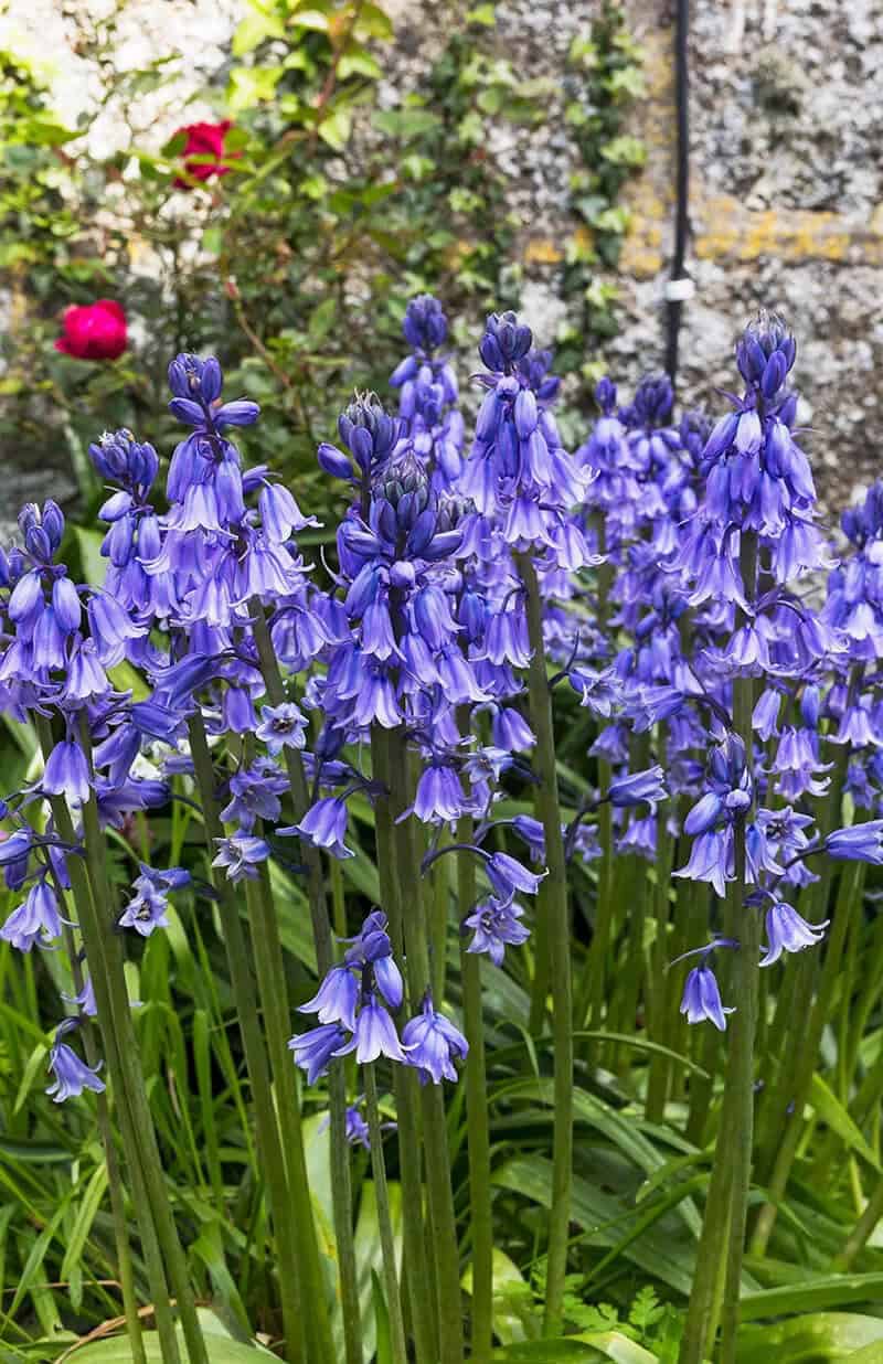 English Bluebell (Hyacinthoides Non-scritpa)