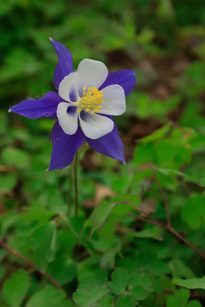 Columbine (Aquilegia spp.)