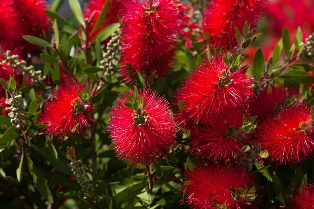 Bottlebrush (Fothergilla gardenii)