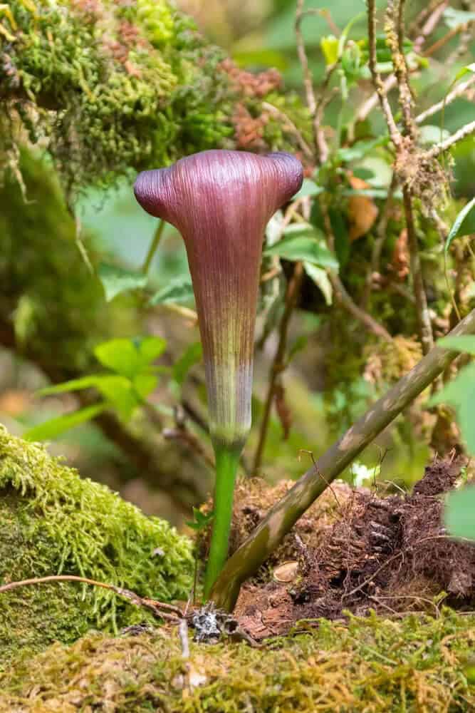 Jack-in-the-Pulpit (Arisaema triphyllum)