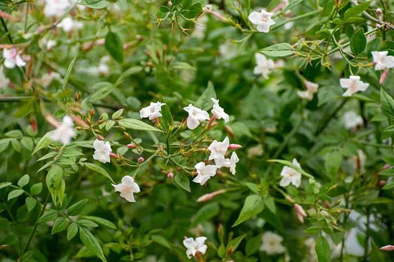 Common Jasmine (Jasminum Officinale)