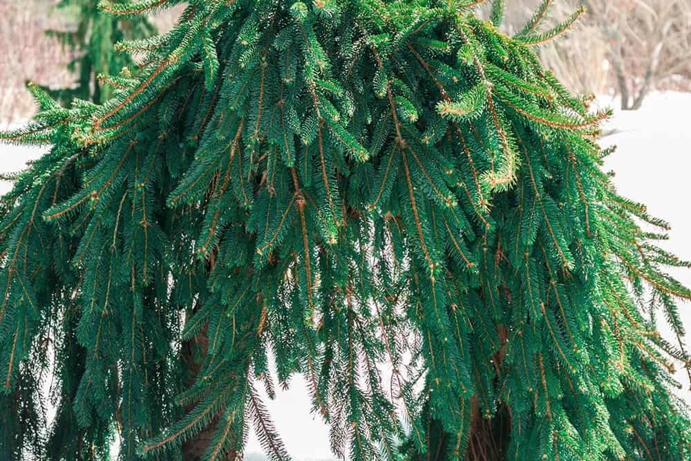 Weeping Norway Spruce (Picea abies pendula)