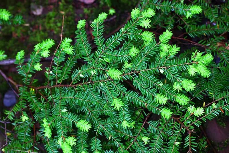 Western Hemlock (Tsuga Heterophylla)