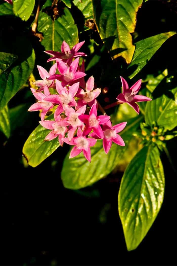 Pink Viburnum (Viburnum plicatum f. plicatum ‘Pink Sensation’)