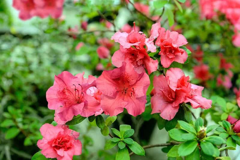 Kyushu Azalea (Rhododendron Kiusianum)