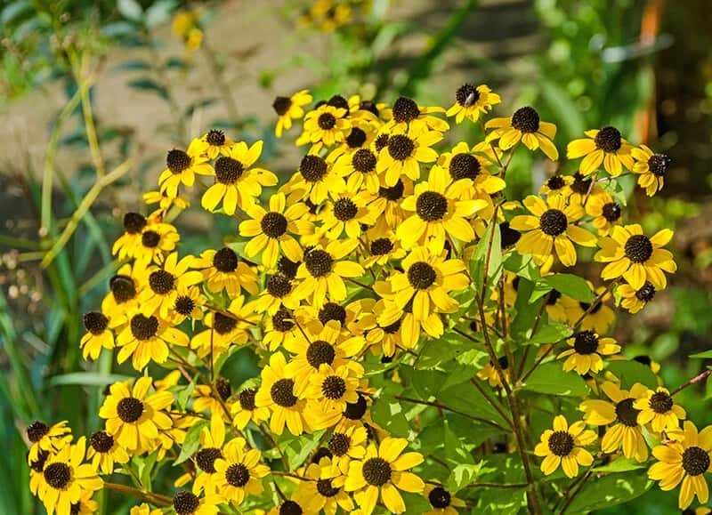 Brown-eyed Susan (Rudbeckia Triloba)