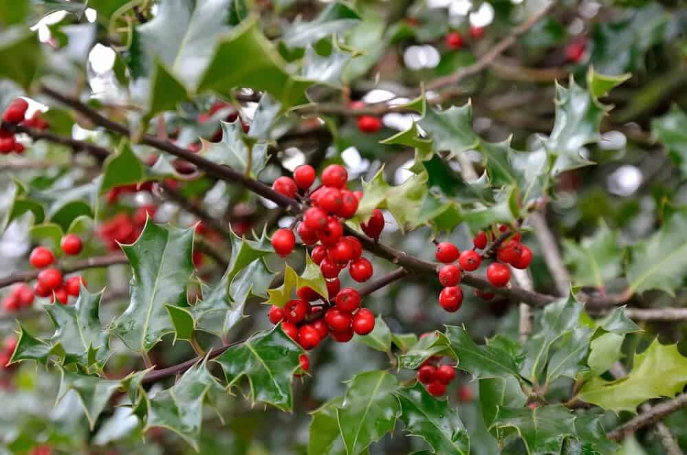 European Holly (Ilex aquifolium)