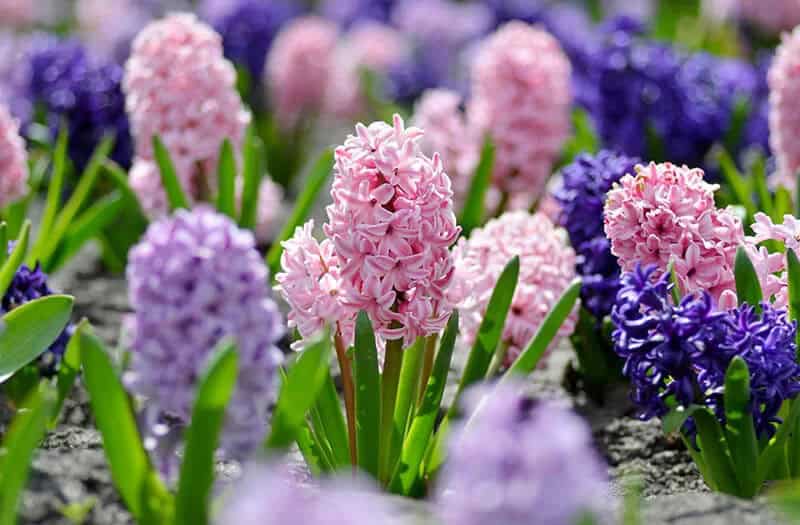 Dutch Hyacinth (Hyacinthus Orientalis)