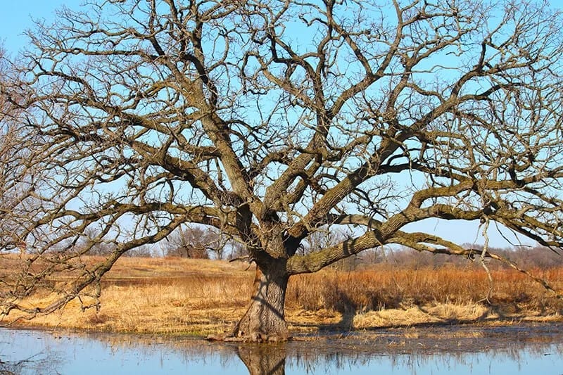 Bur Oak (Quercus Macrocarpa)