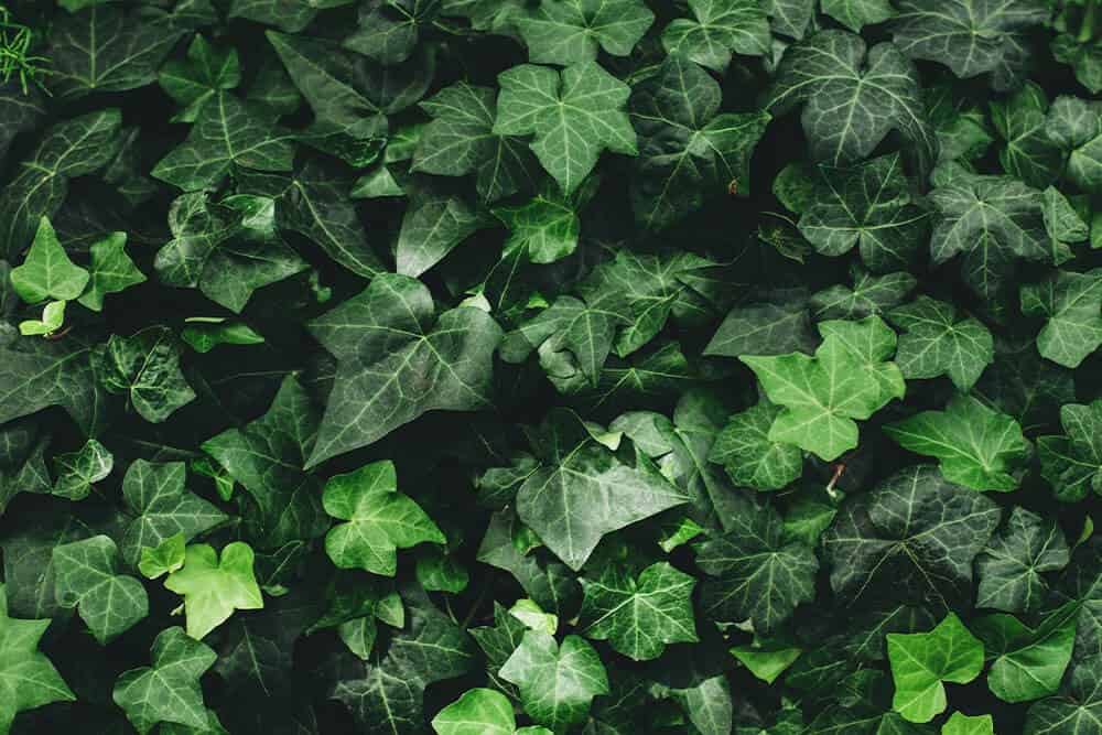 English Ivy (Hedera helix)