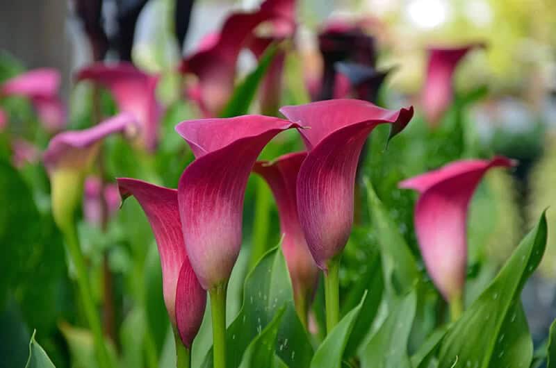 Calla Lily (Zantedeschia Aethiopica)