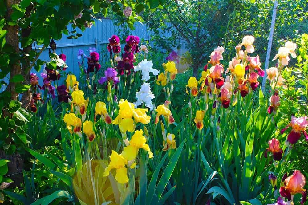 Irises (Iris spp.)