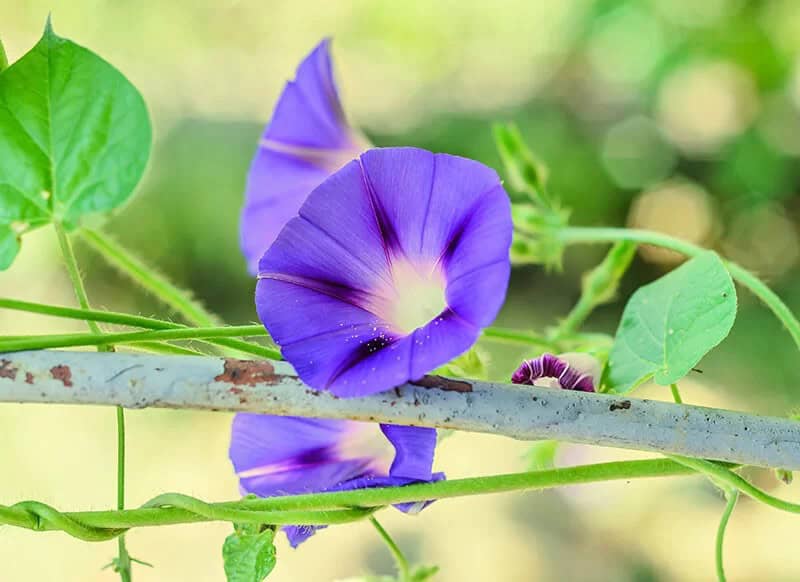 Morning Glory (Ipomoea Purpurea)