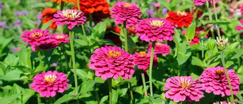 Zinnia (Zinnia Elegans)