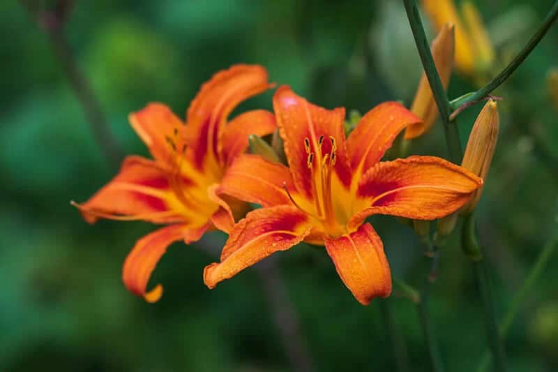 Orange Lily (Lilium Bulbiferum)