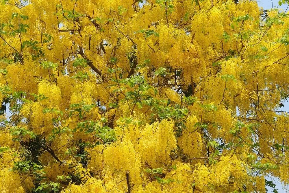 Golden Shower Tree (Cassia fistula)