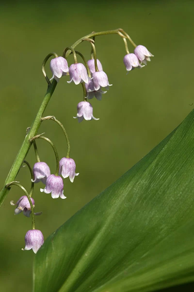 Lily of the Valley (Convallaria Majalis var. Rosea)