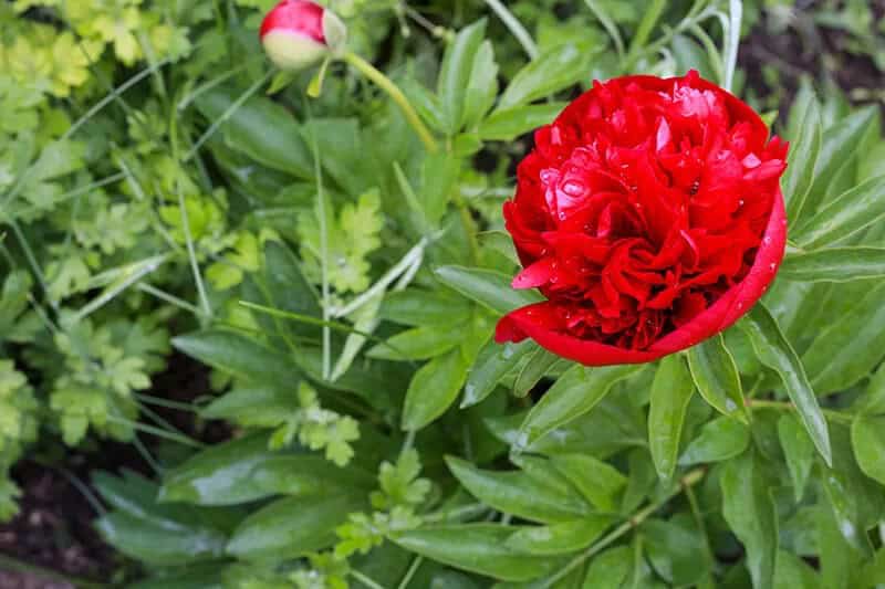 Peony (Paeonia ‘Red Charm’)