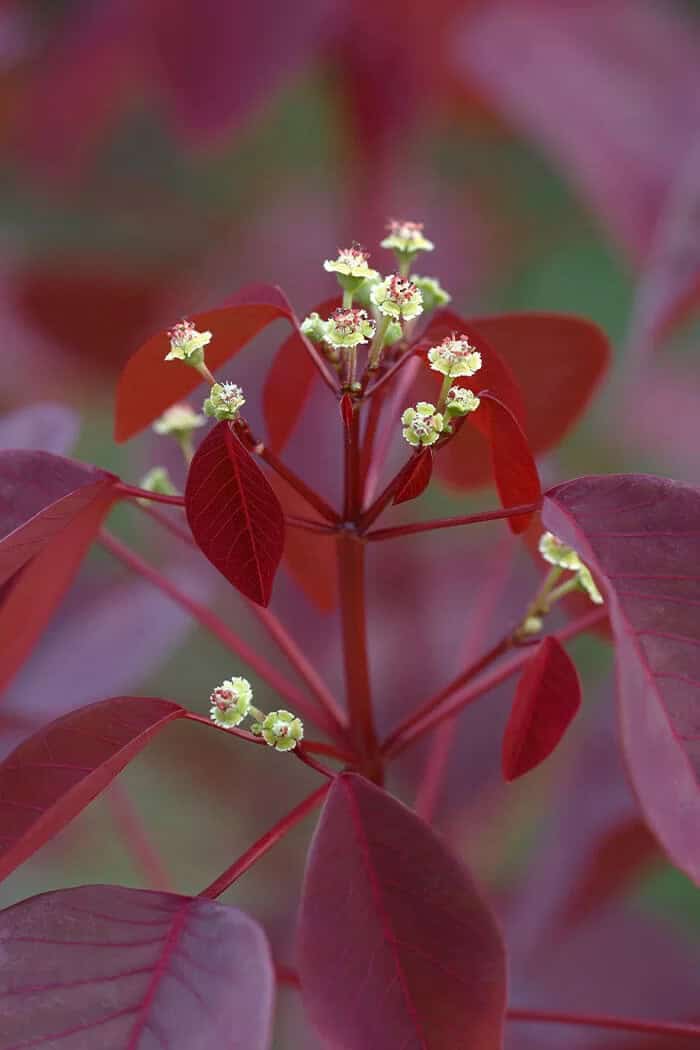 Caribbean Copper Plant (Euphorbia cotinifolia)