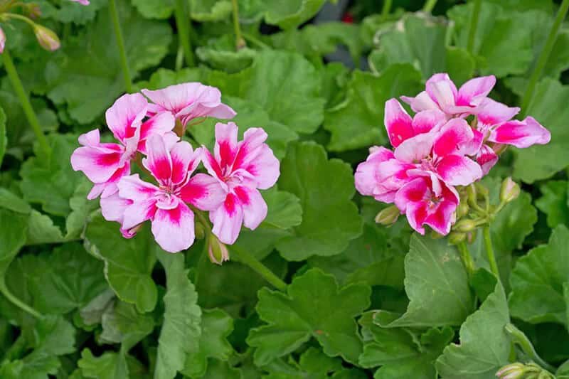 Geranium (Pelargonium)