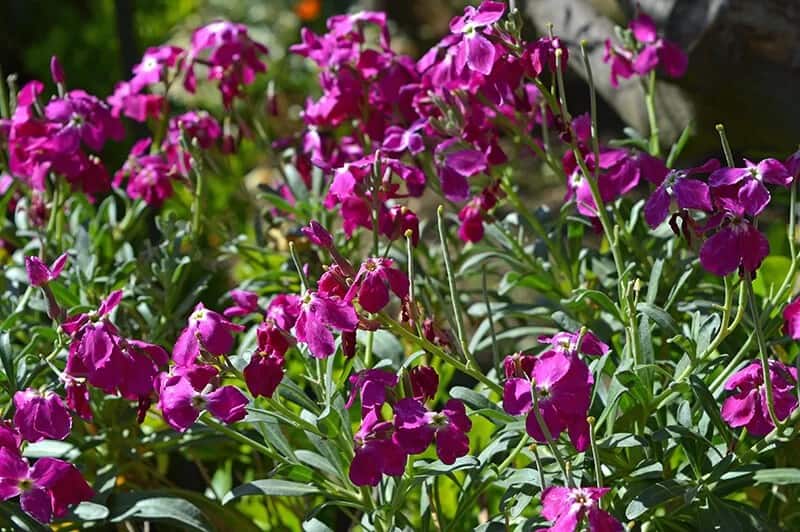 Stock (Matthiola Incana)