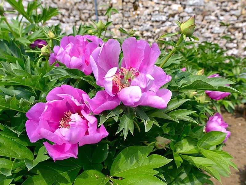 Peony (Paeonia Lactiflora ‘Bowl of Beauty’)