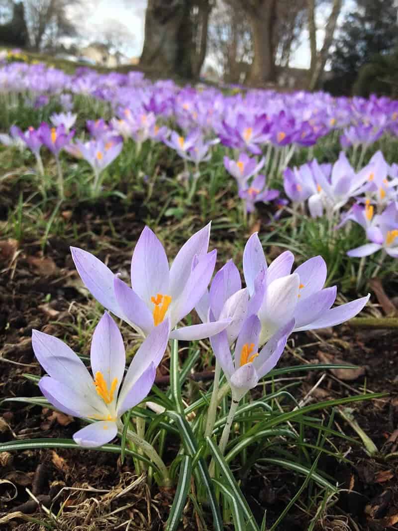 Crocus (Crocus Vernus)