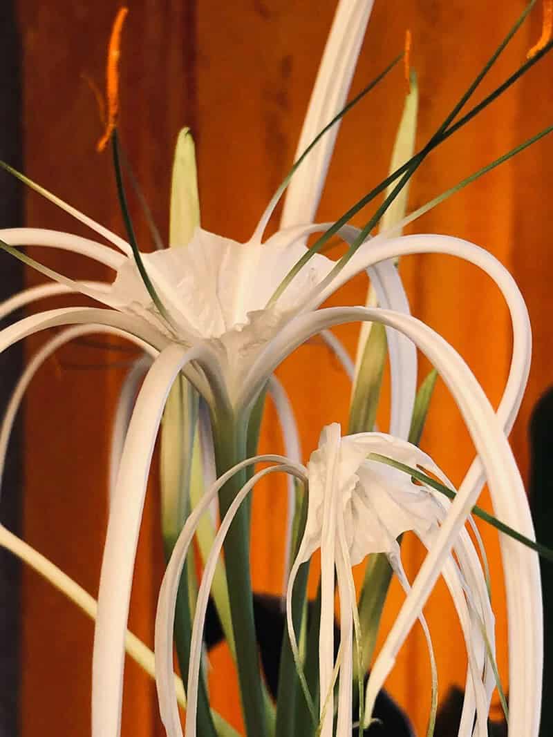 Peruvian Daffodil (Hymenocallis Festalis)