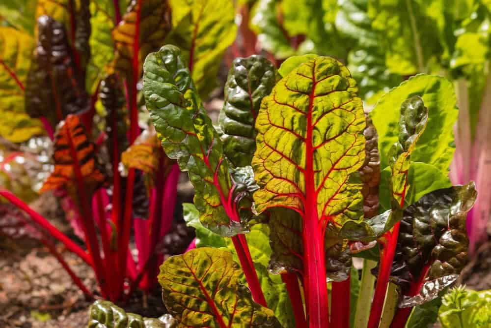 Swiss Chard (Beta vulgaris var cicla)