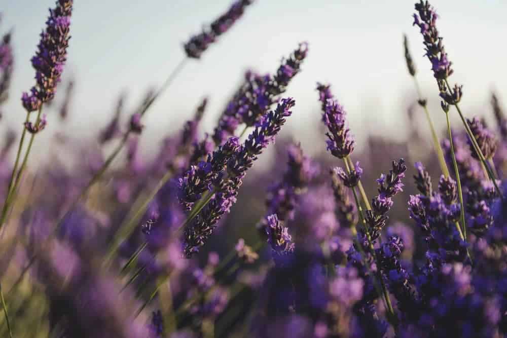 Lavender (Lavandula angustifolia)