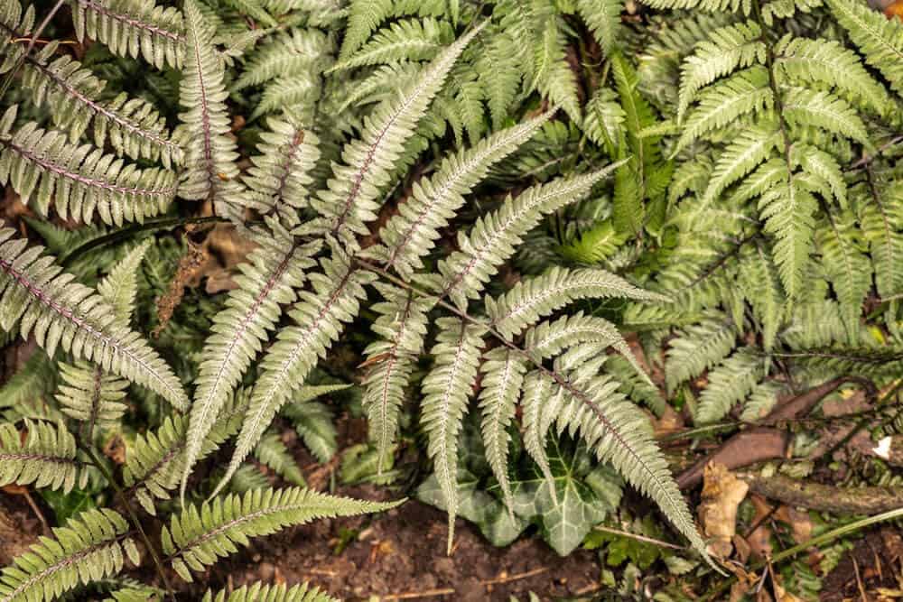 Japanese Painted Fern (Athyrium Niponicum)