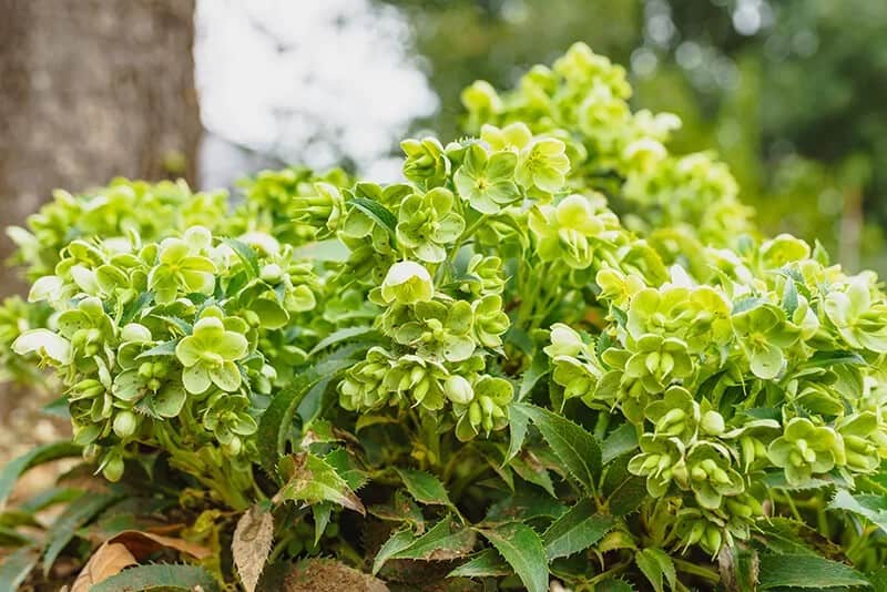 Corsican Hellebore (Helleborus Argutifolius)