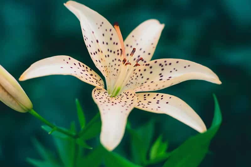 Tiger Flower (Tigridia Pavonia)