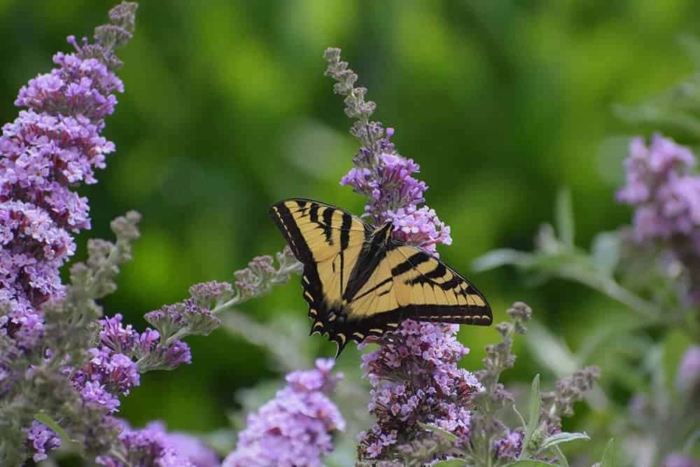 Butterfly Bush (Buddleja davidii)