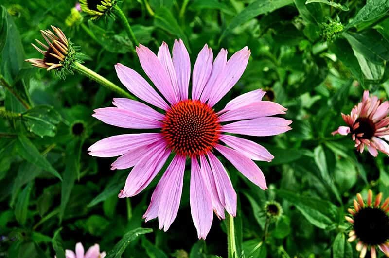 Coneflower ‘PowWow Wild Berry’ (Echinacea Pursuer)