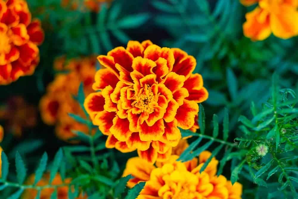 Marigold (Tagetes)