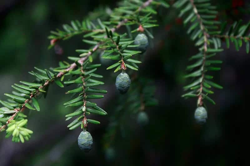 Eastern Hemlock (Tsuga Canadensis)