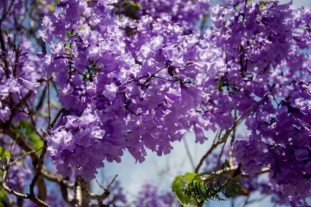 Jacaranda tree (Jacaranda mimosifolia)