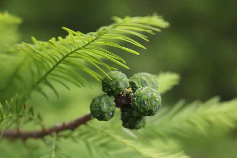 The Bald Cypress (Taxodium Distichum)