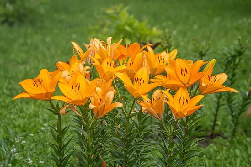 Asiatic Lily (Lilium ‘Forever Susan’)