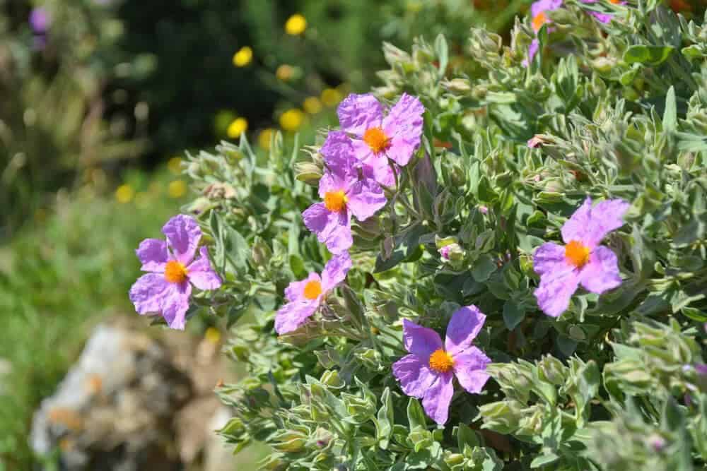 Rock Rose (Pavonia lasiopetala)