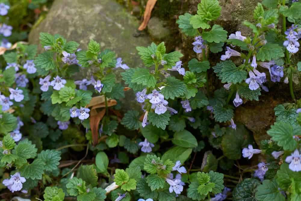 Ground Ivy (Glechoma hederacea)